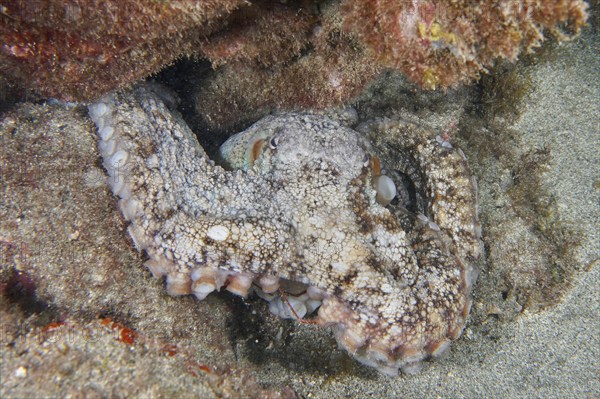 Common Octopus (Octopus vulgaris) hiding between the lava rocks of a reef. Dive site Montana Amarilla, Costa del Silencio, Tenerife, Canary Islands, Spain, Europe