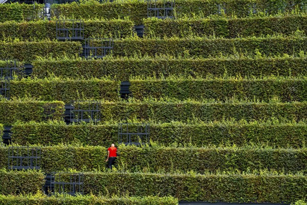 Green façade, made of over 30, 000 hornbeams forming a hedge a good 8 kilometres long, on the roof and façade of the Kö-Bogen-2 building, technician, gardener working on the façade, largest green façade in Europe, Düsseldorf North Rhine-Westphalia, Germany, Europe