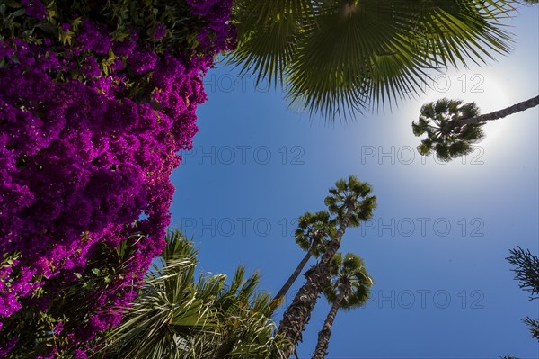 Palm trees in the Majorelle Garden, botany, palm, flora, backlight, sun, summer, flower, plant, botany, forest, tropical, climate, tree, park, attraction, travel, holiday, Marrakech, Morocco, Africa