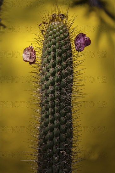 Cactus in Majorelle Garden, flora, botany, flowers, yellow, plant, garden, climate, Marrakech, Morocco, Africa