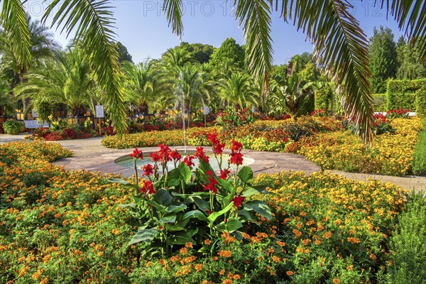 Palm garden in the historic spa gardens, the largest outdoor palm garden north of the Alps, Bad Pyrmont, Emmertal, Weserbergland, Oranierroute, Lower Saxony, Germany, Europe