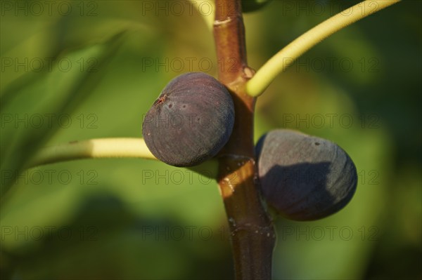 Common fig (Ficus carica) fruits in summer, Cres, Croatia, Europe