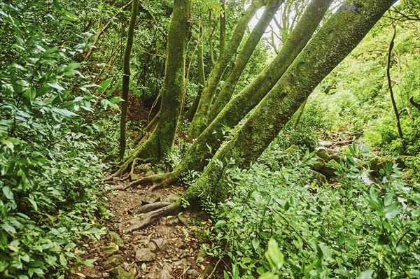 Landscape of Rainforest at the Lulumahu trail to the Lulumahu falls, Honolulu Watershed Forest Reserve, Hawaiian Island Oahu, O?ahu, Hawaii, Aloha State, United States, North America