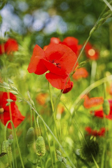 Red poppies bloom in a green meadow and create a lively and spring-like atmosphere, Black Forest, Gechingen, Germany, Europe