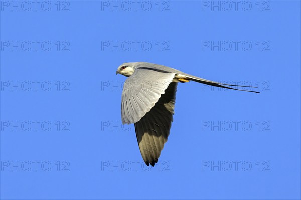 Swallow-tailed Kite, (Chelictinia riocourii), also Scissor-tailed Kite, African Swallow-tailed Kite, Fork-tailed Kite, bird of prey, family Accipitridae, flight photo, blue sky, Kousmar, Ndiaffate, Senegal, Africa