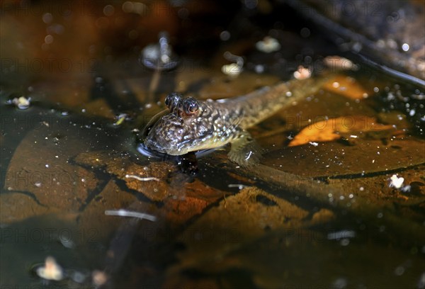 Atlantic mudskipper (Periophthalmus barbarus), Loango National Park, Parc National de Loango, Ogooué-Maritime Province, Gabon, Africa