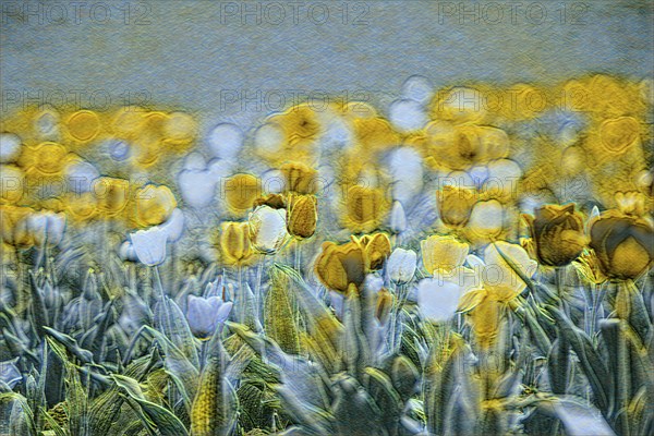 Alienated depiction of a field of tulips with yellow blossoms and a dreamy atmosphere