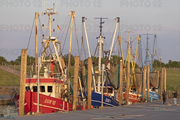 Crab cutter in the harbour, Dorum-Neufeld, Wurster Land, Lower Saxony, Germany, Europe