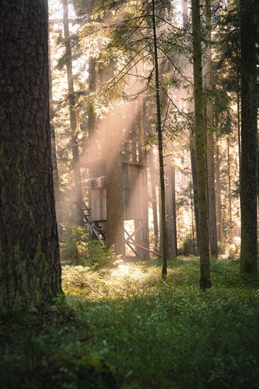 A tree house is enveloped by sunbeams shining through the trees of a dense forest, Calw, Black Forest, Germany, Europe