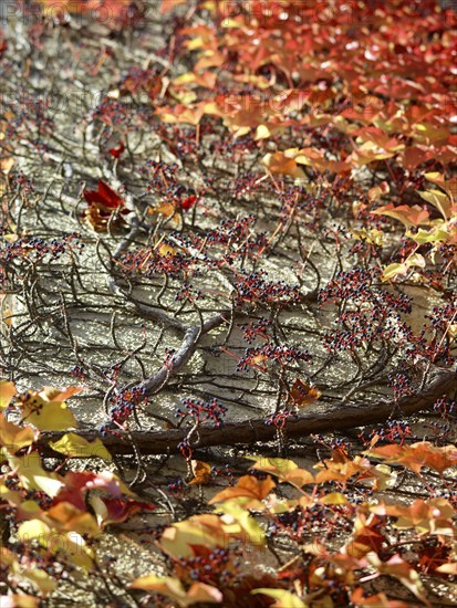 Wild Vine (Parthenocissus quinquefolia) on a house wall, autumn atmosphere, Munich, Bavaria, Germany, Europe