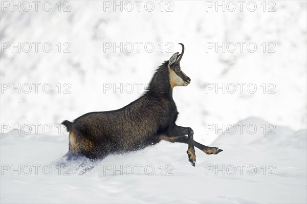 Alpine chamois (Rupicapra rupicapra) female in dark winter coat running up snow covered mountain slope in the European Alps