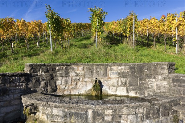 A stone fountain in front of an autumnal vineyard with yellow leaves under a clear blue sky, Strümpfelbach, Rems Valley, Baden-Württemberg, Germany, Europe