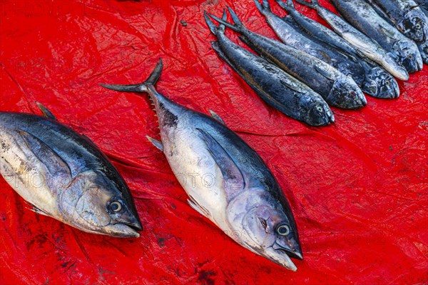 Fish on sale at the weekly market market in Bahla, Bahla city Arabian Peninsula, Sultanate of Oman