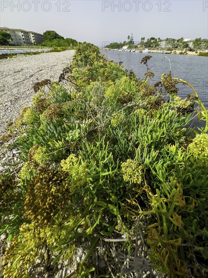 Shore vegetation, various plants, mainly sea fennel, sea fennel, sea bacillus, beach bacillus, bacillus herb, sea parsley, sea thistle, garden bacillus, sea bacillus (Crithmum maritinum)