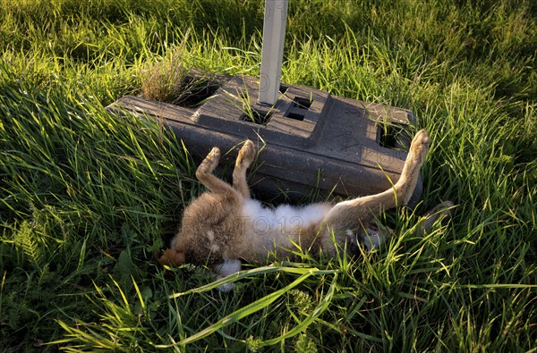 Wild animal accident, hare, hare, dead, run over, lies in ditch, Stuttgart, Baden-Württemberg, Germany, Europe