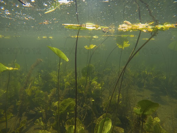 Pond roses (Nuphar lutea), under water, Lower Austria