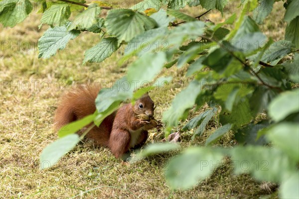 Eurasian squirrel (Sciurus vulgaris) eating a hazelnut, hazel (Corylus avellana), under hazel bush, hazelnut bush, Nidda, Wetterau, Hesse, Germany, Europe