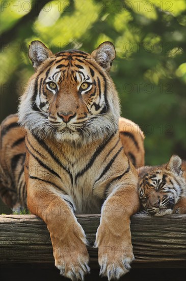 Sumatran tiger (Panthera tigris sumatrae), female with young, captive, occurring in Sumatra, Indonesia, Asia