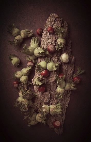 Fresh, green hazelnuts, close-up, on the bark of a walnut tree, uncleaned, top view, rustic, no people