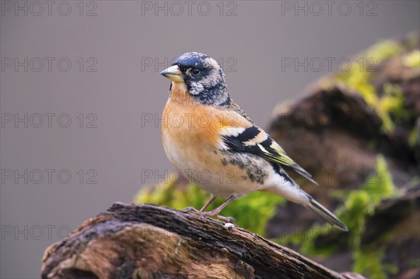 Mountain Finch, Frigilla montifrigilla, songbird, perch, lateral, Bavaria, Bavaria, Federal Republic of Germany