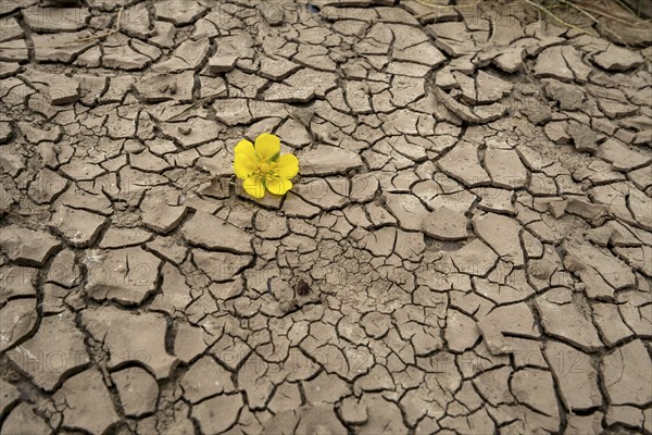 Dryness Drought Soil cracks Flower Rinteln Germany