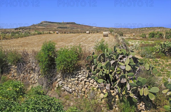 Rural farming landscape view to hilltop Ta 'Gurdan, Gordan or Gordon lighthouse, Gozo, Malta, Europe