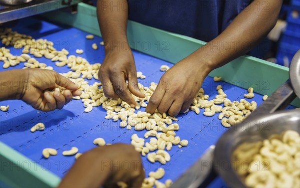 KAJU, cashew factory. Sorting and selecting cashew nuts in a factory near Cotonou in Benin, Glo-Djigbe, 07.03.2024