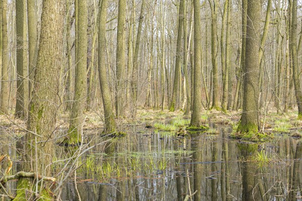 Auenwälder am Schlossteich, Moritzburg, Saxony, Germany, Europe