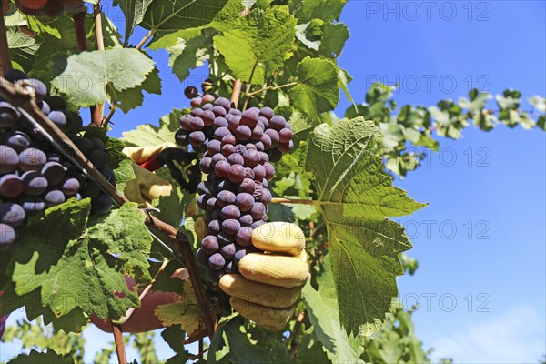 Grape grape harvest: Hand-picking of Pinot Gris grapes in the Palatinate (Norbert Groß winery, Meckenheim)