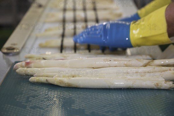 Agriculture asparagus washing and sorting with washing machine and sorting machine on a farm in Mutterstadt, Rhineland-Palatinate