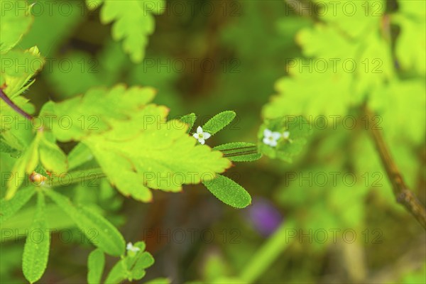 Burdock (Galium aparine), close-up, nature photograph, landscape format, plant, Neustadt am Rübenberge, Germany, Europe