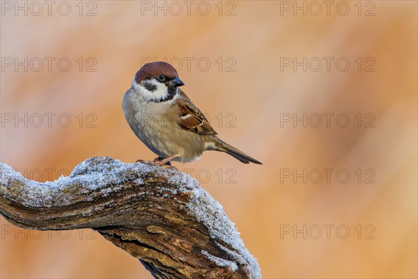 Tree sparrow, eurasian tree sparrow (Passer montanus) Sunrise, frost, winter feeding, hoarfrost, Middle Elbe Biosphere Reserve, Saxony-Anhalt, Germany, Europe