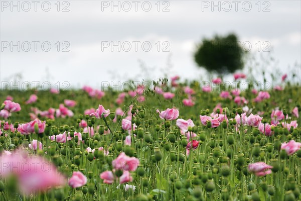 Opium poppy (Papaver somniferum), cultivation of edible poppy, poppy field, pink flowers and seed capsules, Germerode, Meißner, Geo-nature park Park Frau-Holle-Land, Hesse, Germany, Europe