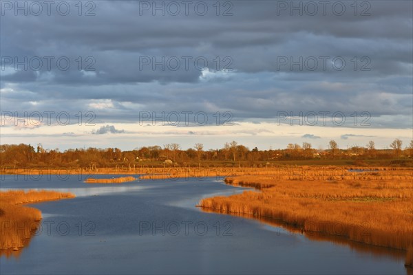 A peaceful river surrounded by reeds under a dramatically illuminated evening sky, view into the Randow loop of the river Peene in the evening light, wetland biotope with reed beds, Naturpark Flusslandschaft Peenetal, Mecklenburg-Vorpommern, Germany, Europe