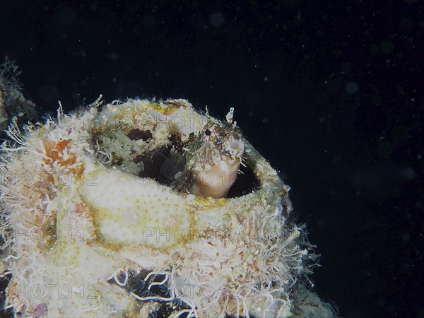 A sabre-toothed blenny (Petroscirtes mitratus) inhabits a plastic canister, marine pollution, dive site House Reef, Mangrove Bay, El Quesir, Red Sea, Egypt, Africa