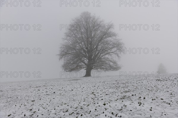 A large tree on a snow-covered field in dense fog, Rieden am Forggensee, Ostallgäu, Allgäu, Swabia, Bavaria, Germany, Europe