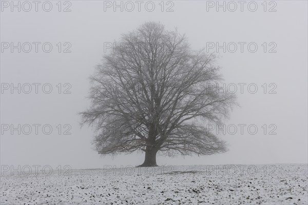 A single branched tree on a snowy surface in the fog, Rieden am Forggensee, Ostallgäu, Allgäu, Swabia, Bavaria, Germany, Europe