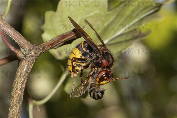 Hornet with ivy silk bee holding prey in legs looking right in front of green leaf