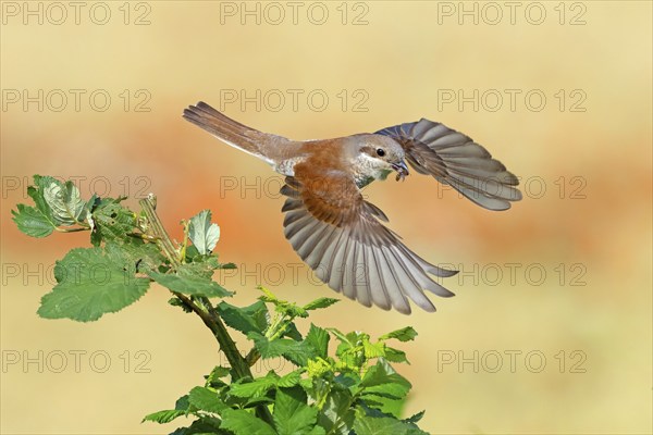 Red-backed shrike (Lanius collurio), female, flight photo with prey, Hockenheim, Baden-Württemberg, Germany, Europe