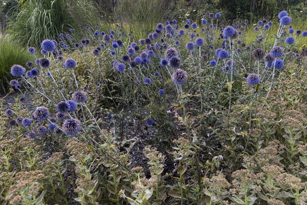 Echinops bannaticus (Echinops bannaticus), thistle, purple, blue, plant, flower bed, flower-bed, flowering