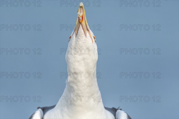 Lesser Black-backed Gull (Larus fuscus) calling in a port on the Atlantic coast. Camaret, Crozon, Finistere, Brittany, France, Europe