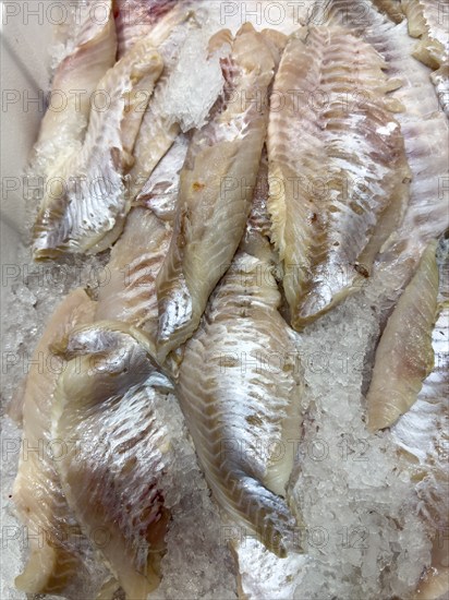 Display of fish caught fish fresh fish redfish fillets fillets of redfish (Sebastes norvegicus) on ice in refrigerated counter fish counter of fishmonger fish sales, food trade, fish trade, speciality shop, Germany, Europe