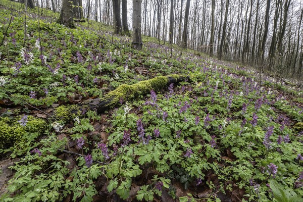 Hollow larkspur (Corydalis cava), Bad Iburg, Lower Saxony, Germany, Europe