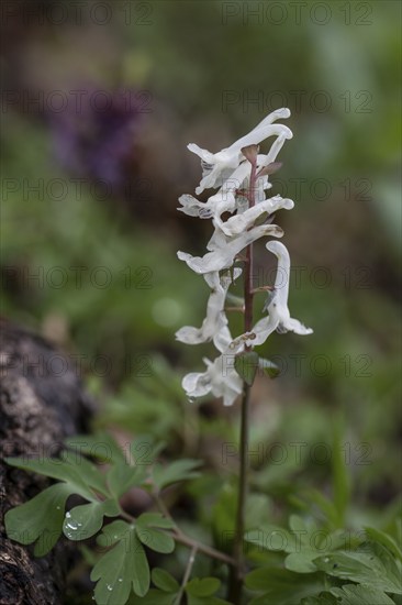 Hollow larkspur (Corydalis cava), Bad Iburg, Lower Saxony, Germany, Europe