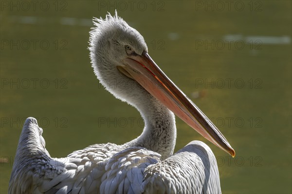 Pelican (Pelecanidae, Pelecanus), captive, Germany, Europe