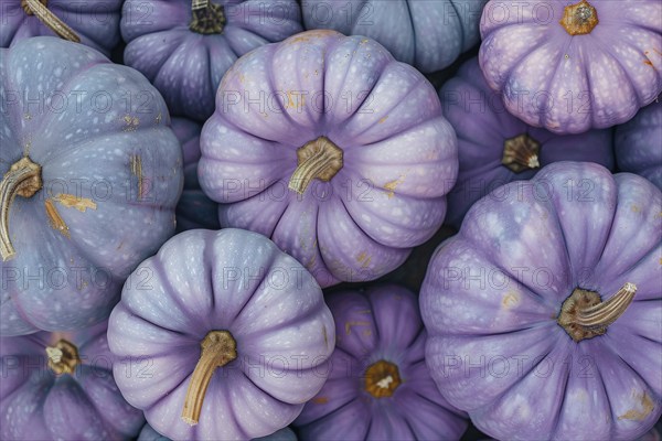 Top view of purple decorative muscade pumpkins. Generative AI, AI generated