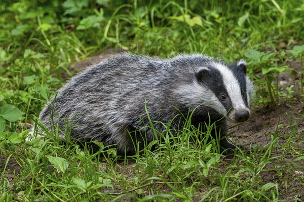 European badger (Meles meles) four months old cub foraging in meadow at forest's edge in spring