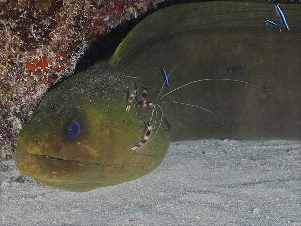 A moray eel with cleaning shrimps in a cramped underwater scene. green moray (Gymnothorax funebris) at cleaning station, with banded coral shrimp (Stenopus hispidus) and neon goby (Elacatinus oceanops), dive site John Pennekamp Coral Reef State Park, Key Largo, Florida Keys, Florida, USA, North America