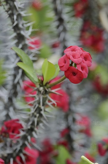 Crown of thorns (Euphorbia milii), flowers, native to Madagascar, ornamental plant, North Rhine-Westphalia, Germany, Europe