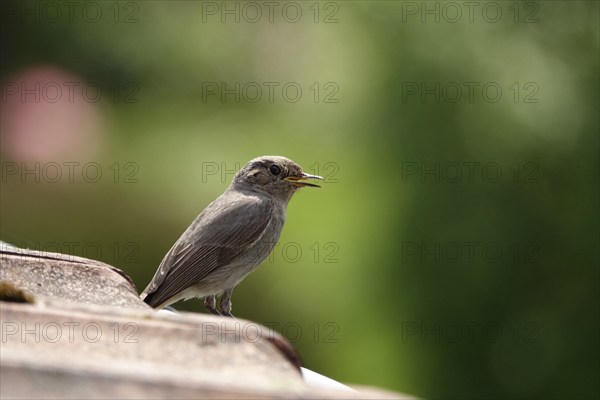 Redstart, May, Baden-Württemberg, Germany, Europe